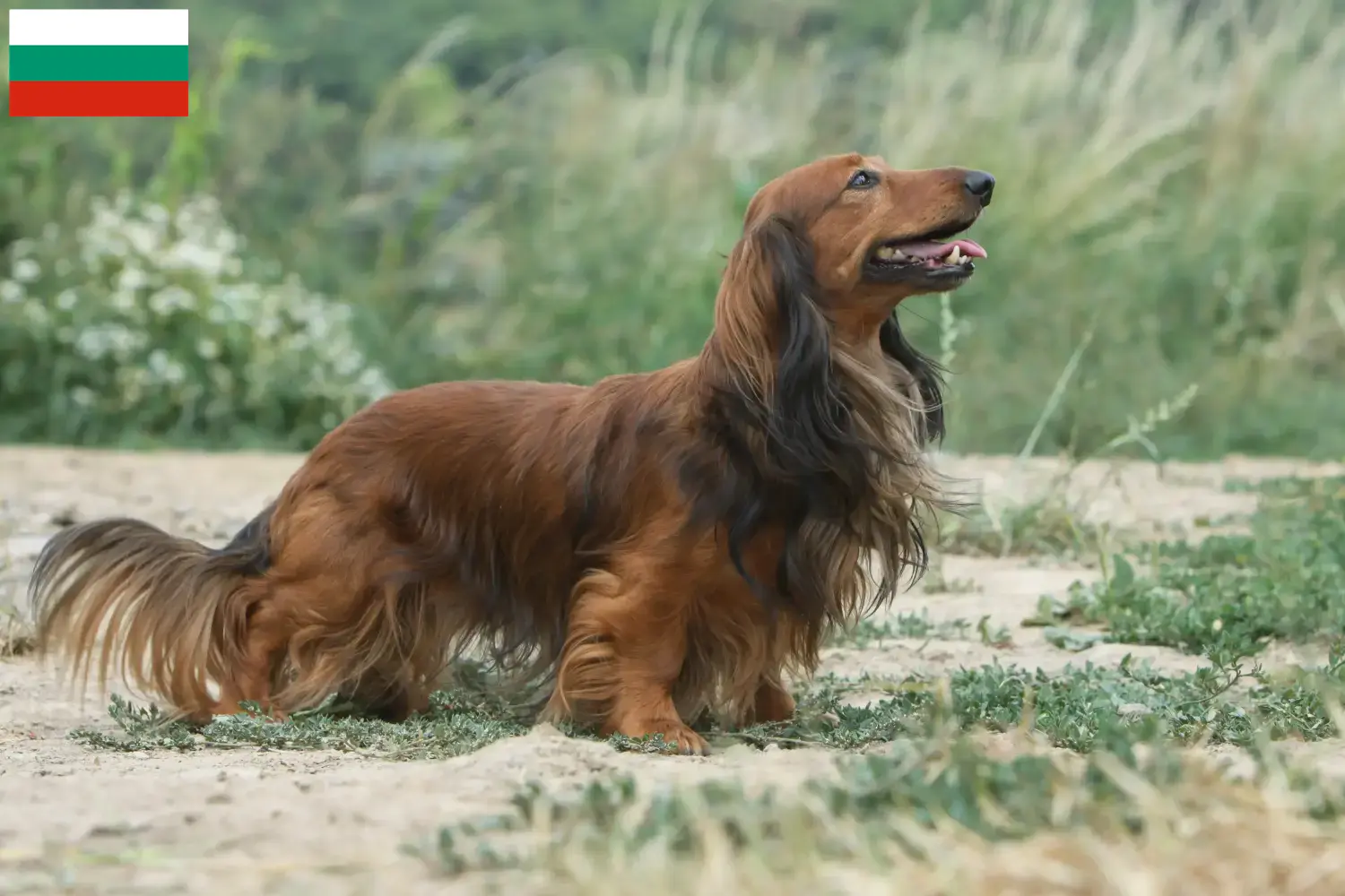 Dachshund puppies and breeders Bulgaria Here you can find Dachshund breeders in Bulgaria.