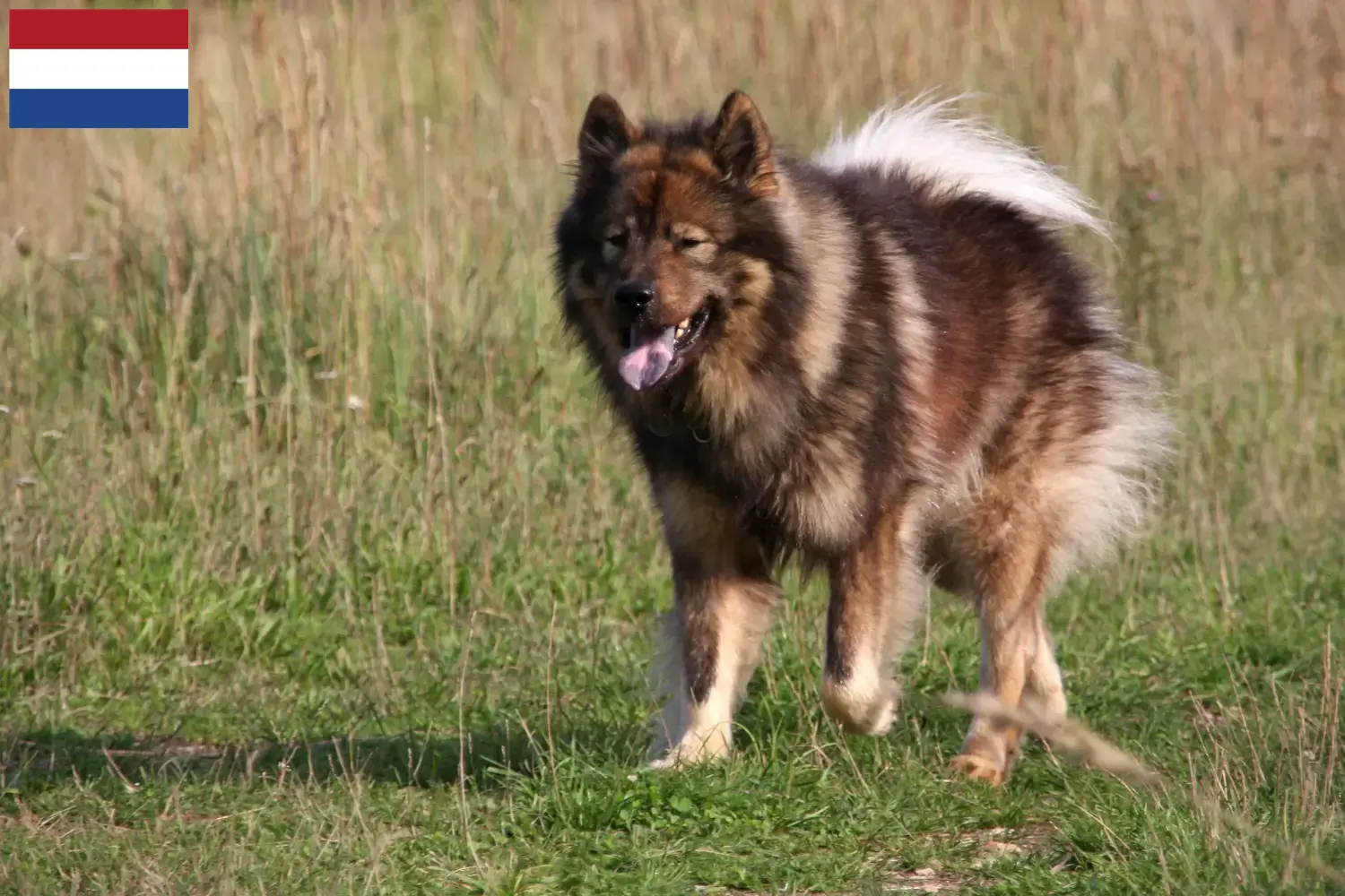 Eurasier puppies and breeders Netherlands Find Eurasier breeders in the Netherlands.