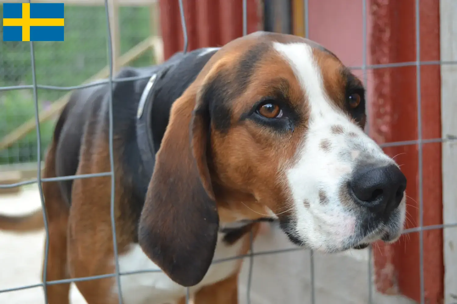 Read more about the article Finnish hound breeders and puppies in Sweden