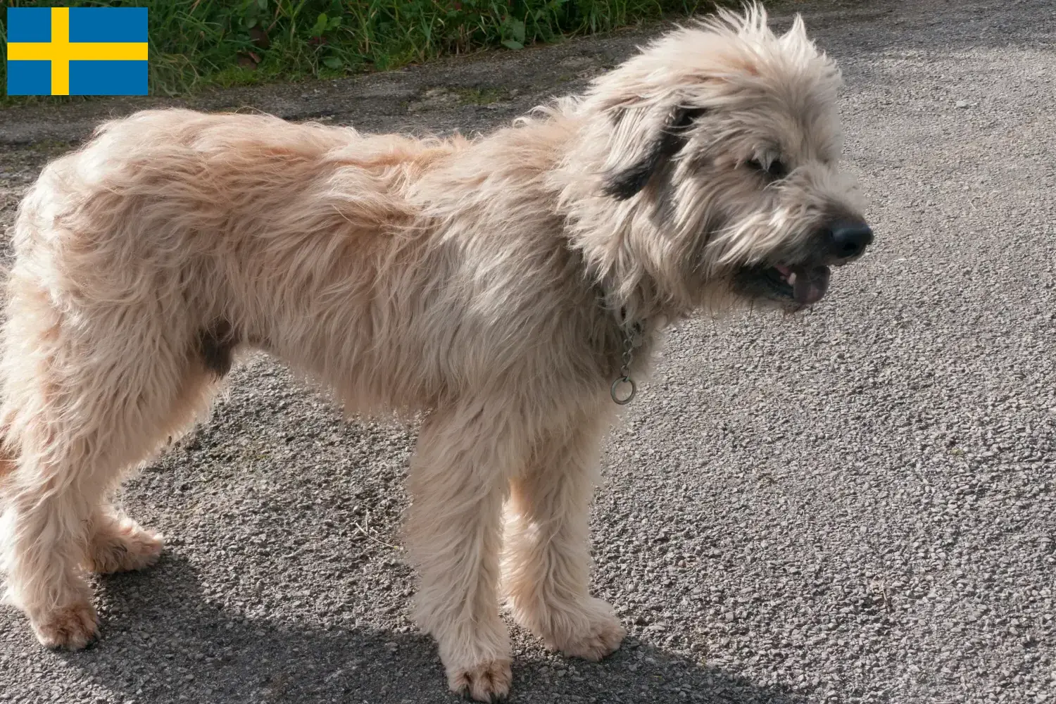 Read more about the article Gos d’Atura Catalá breeders and puppies in Sweden