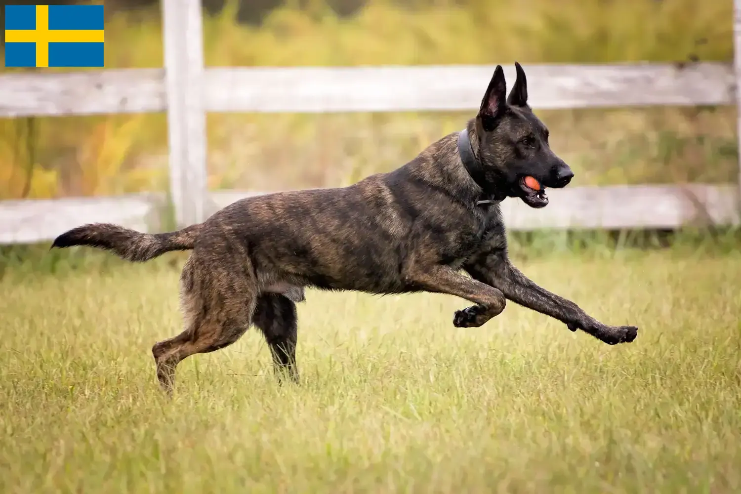 Read more about the article Hollandse Herdershond breeders and puppies in Sweden