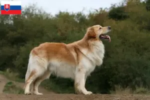Read more about the article Hovawart breeders and puppies in Slovakia
