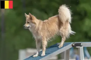 Read more about the article Icelandic dog breeders and puppies in Belgium