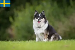Read more about the article Icelandic dog breeders and puppies in Sweden