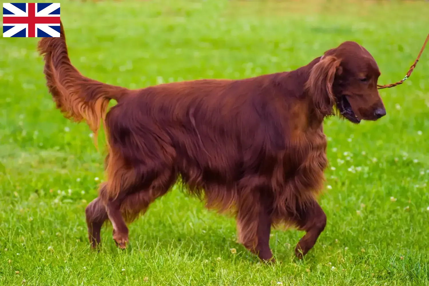 Read more about the article Irish Red Setter breeders and puppies in Great Britain