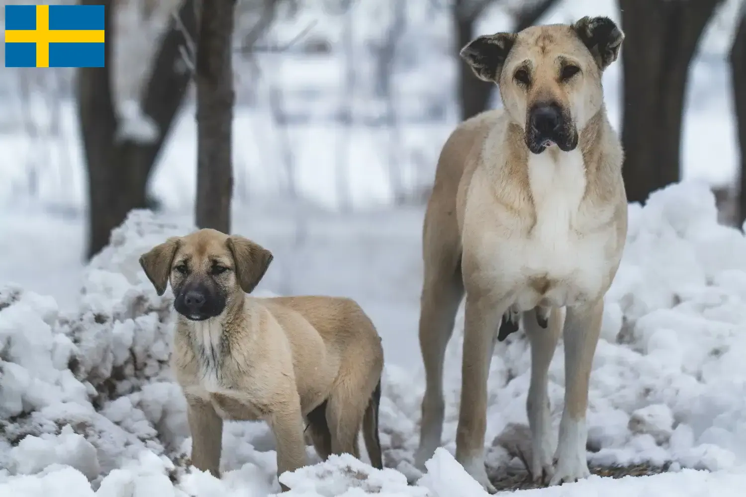 Read more about the article Kangal breeders and puppies in Sweden