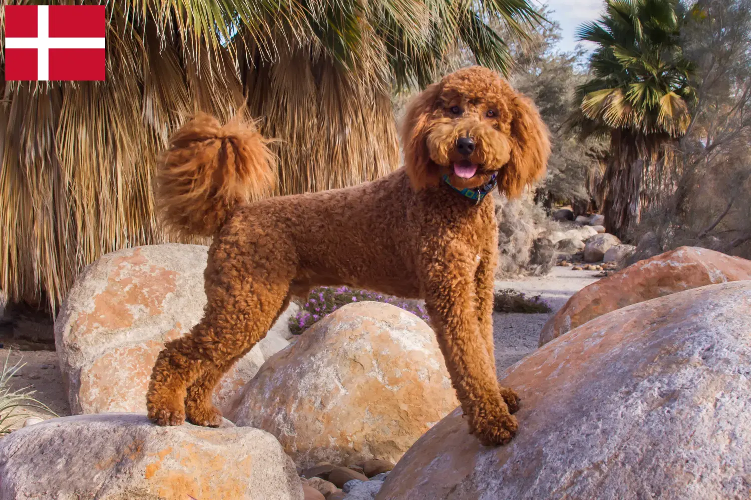 Labradoodle puppies and breeders Denmark Here you can find Labradoodles breeders in Denmark.