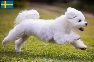 Read more about the article Maltese breeders and puppies in Sweden