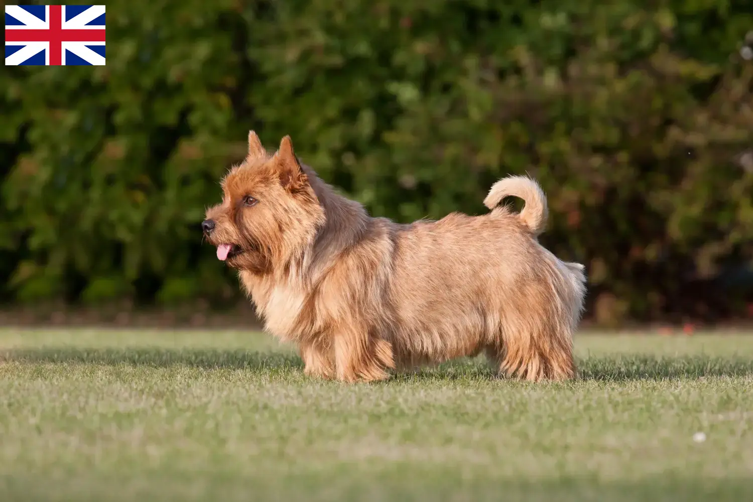 Norwich Terrier puppies and breeders Great Britain Find Norwich Terrier breeders in Great Britain here.
