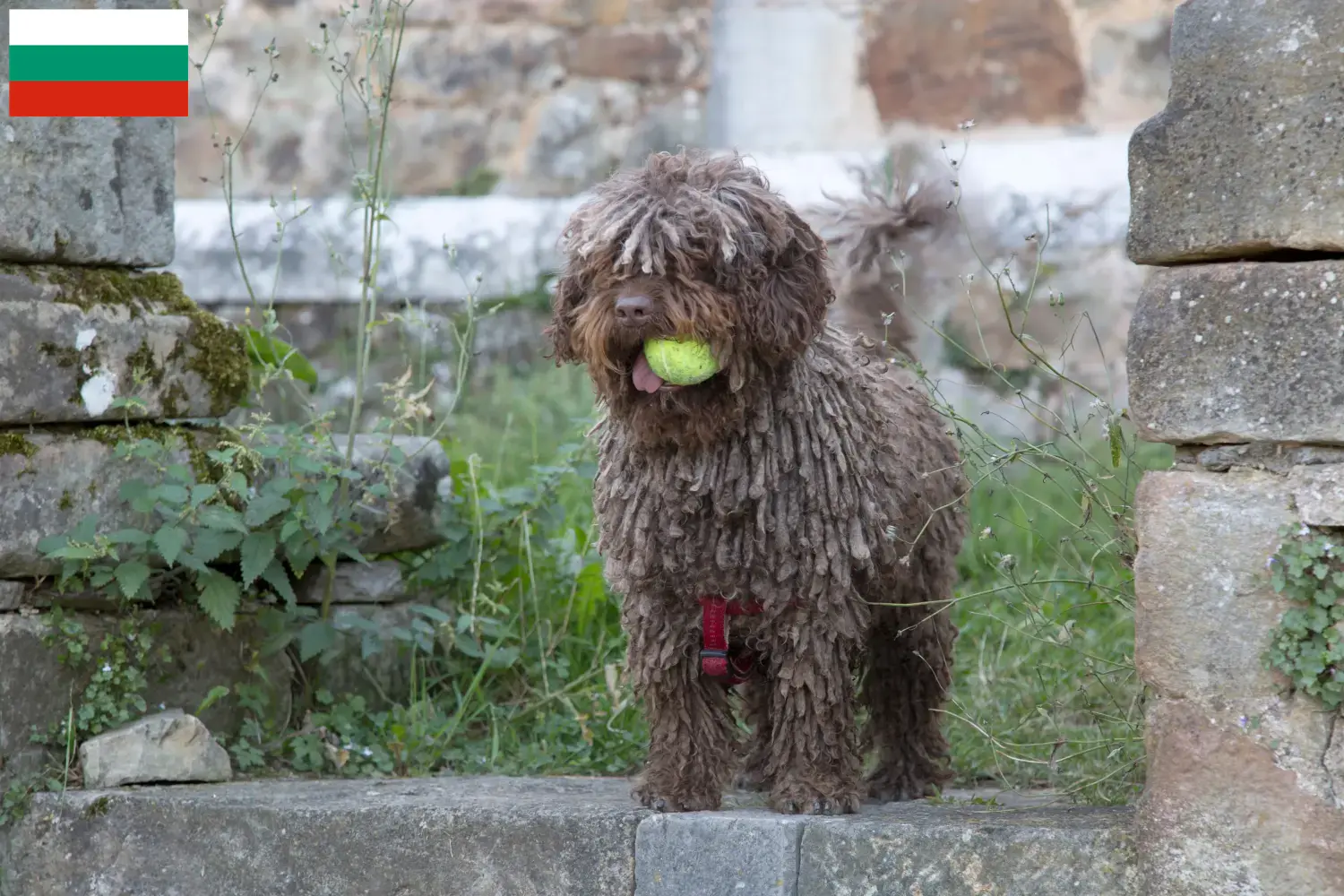 Perro de Agua Español puppies and breeders Bulgaria Here you can find Perro de Agua Españols breeders in Bulgaria.