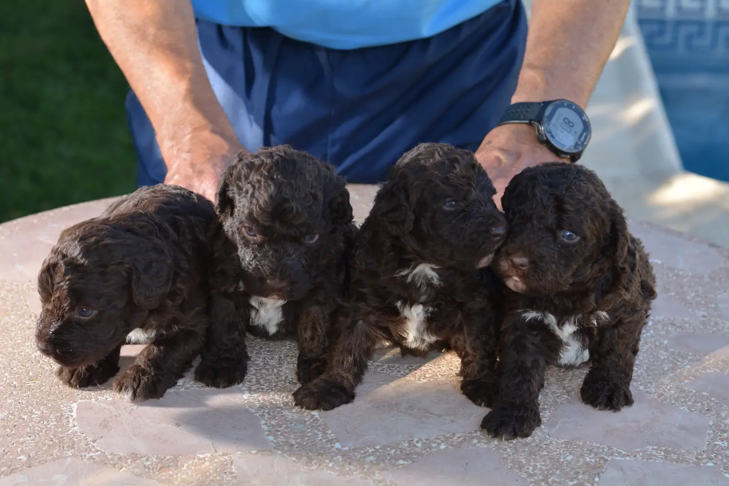 Buying a Perro de Agua Español puppy means taking responsibility! Buy Perro de Agua Español puppies.