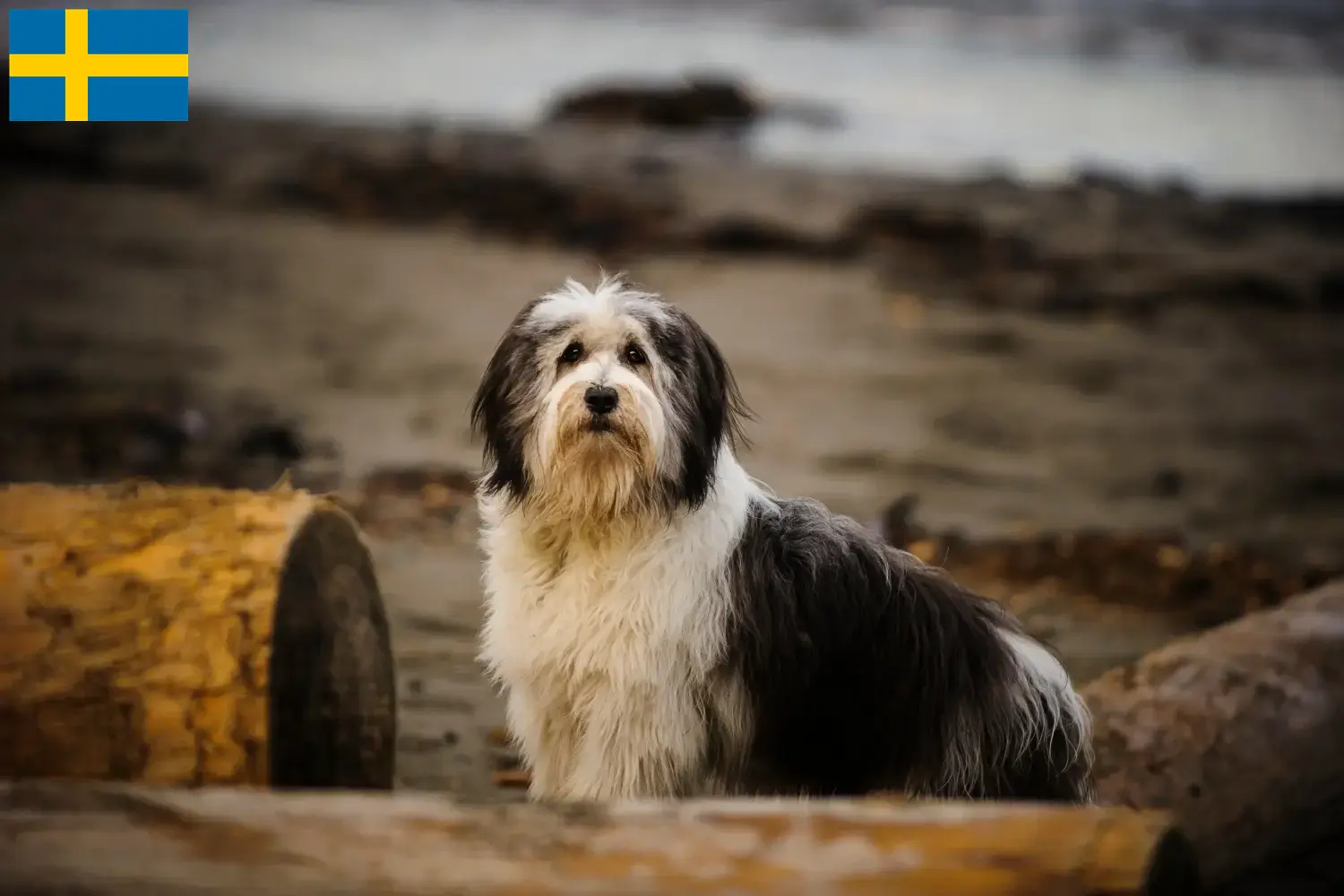 PON puppies and breeders Sweden Here you can find PONs breeders in Sweden.