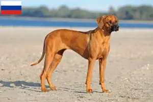 Read more about the article Rhodesian Ridgeback breeders and puppies in Russia