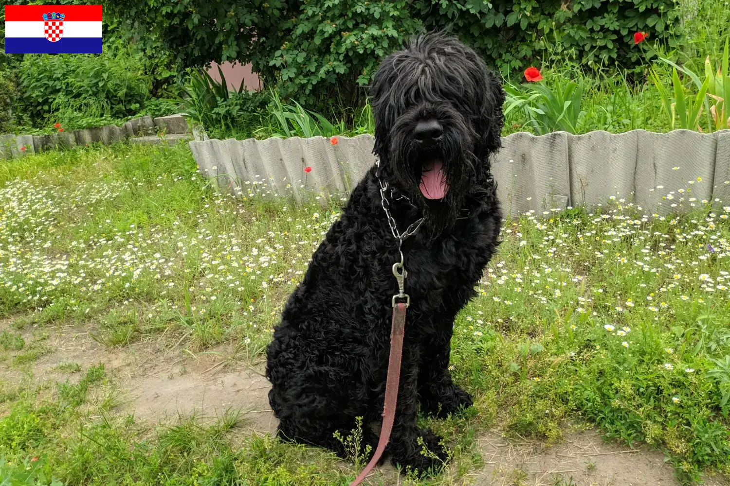 Russian Black Terrier puppies and breeders Croatia Find Russian Black Terrier breeders in Croatia here.