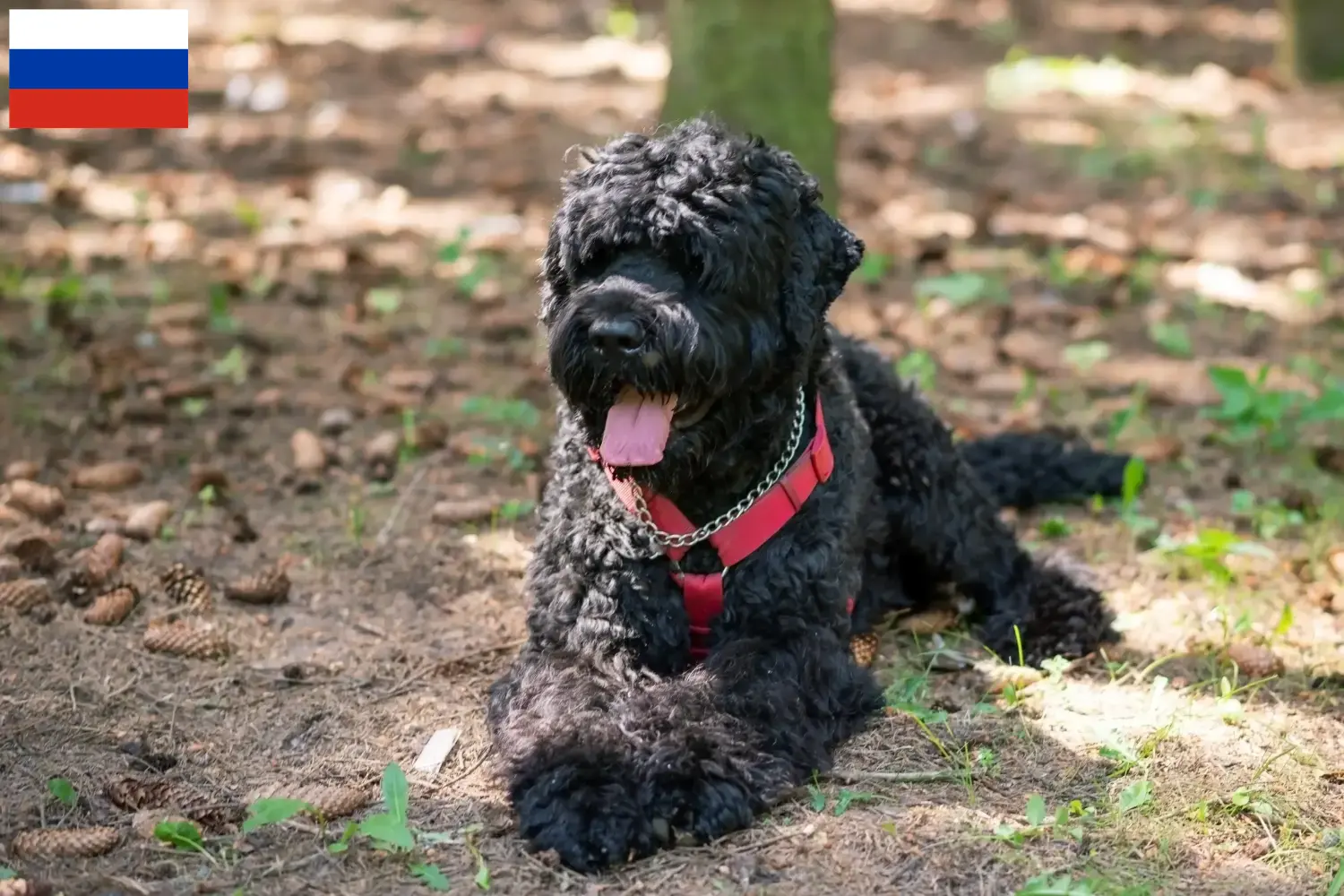 Russian Black Terrier puppies and breeders Russia Here you can find Russian Black Terrier breeders in Russia.