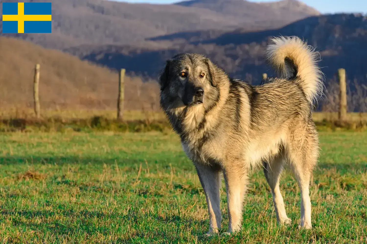 Read more about the article Šarplaninac breeders and puppies in Sweden