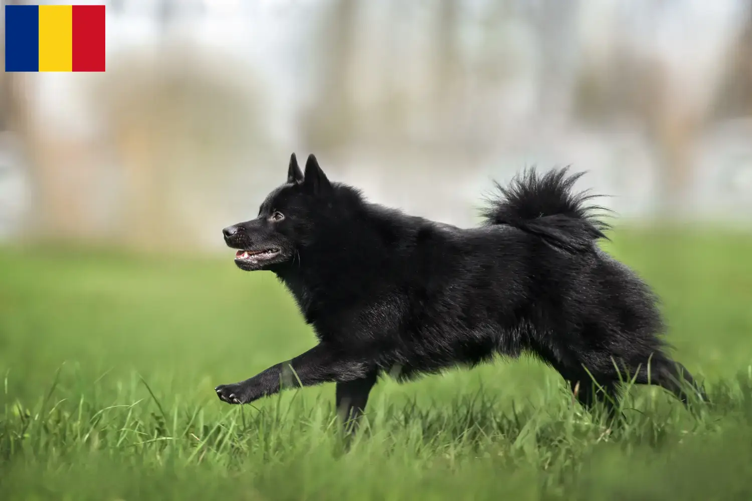 Read more about the article Schipperke breeders and puppies in Romania