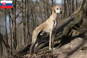 Read more about the article Sloughi breeders and puppies in Slovakia