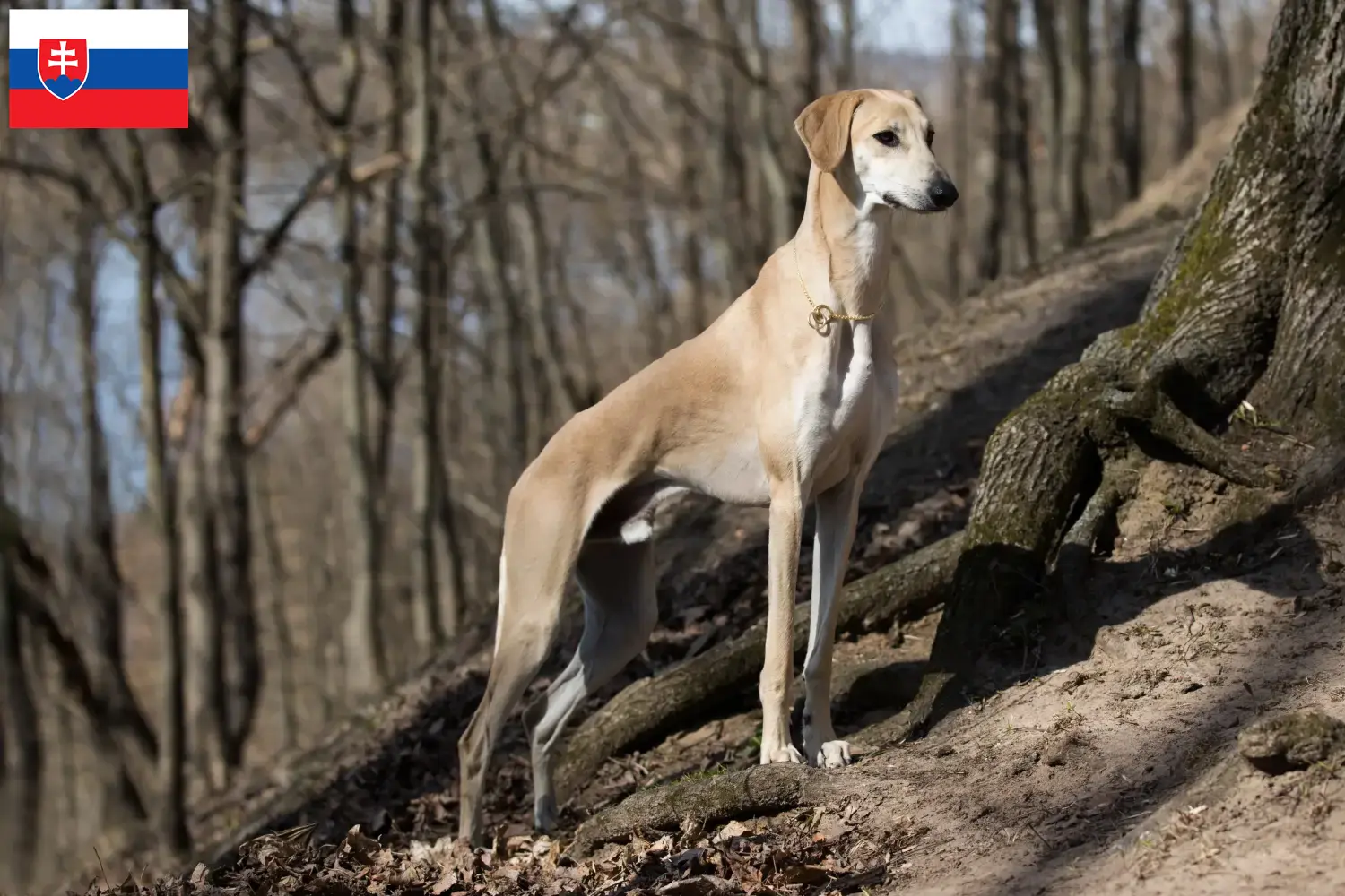 Sloughi puppies and breeders Slovakia Here you can find Sloughis breeders in Slovakia.