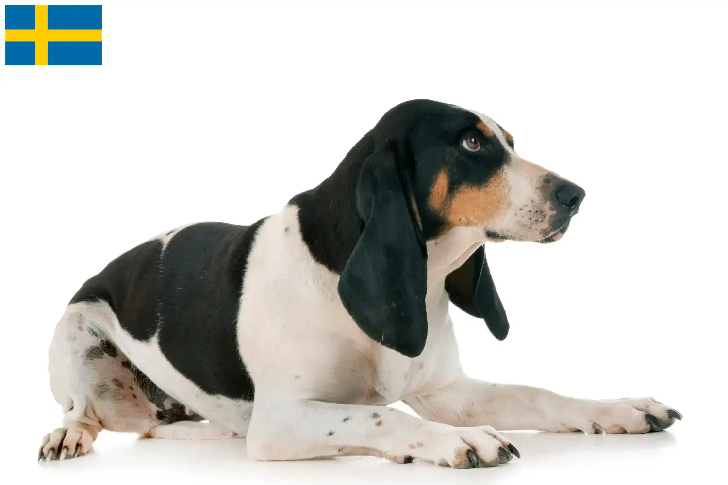 Swiss hound puppies and breeders Sweden Here you can find Swiss running dog breeders in Sweden.