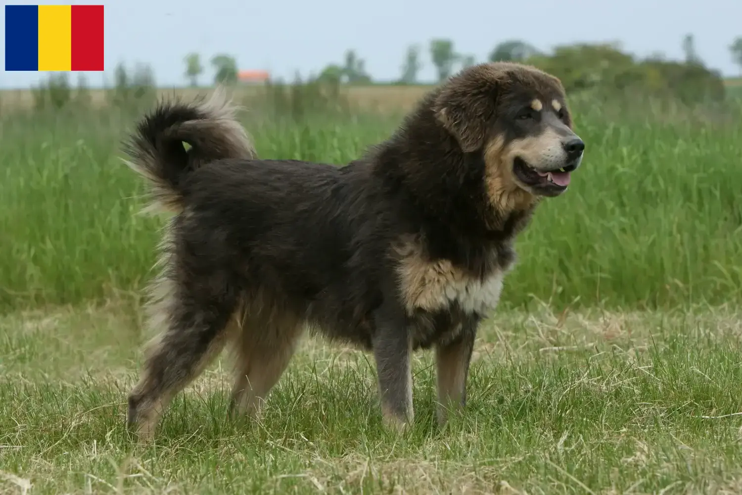 Tibetan Mastiff puppies and breeders Romania Find Tibetan Mastiff breeders in Romania.