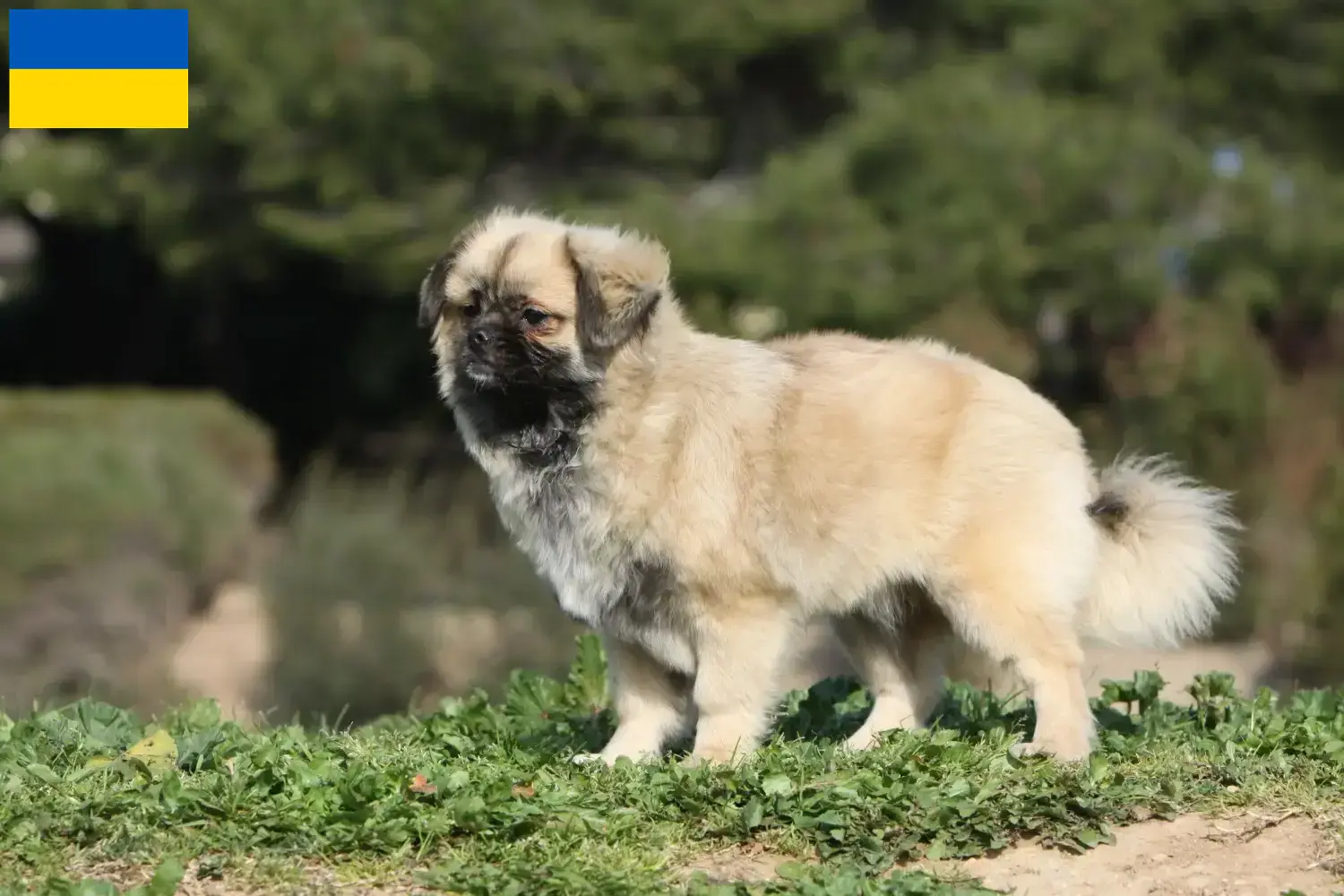 Tibetan Spaniel puppies and breeders Ukraine Here you can find Tibetan Spaniels breeders in der Ukraine.
