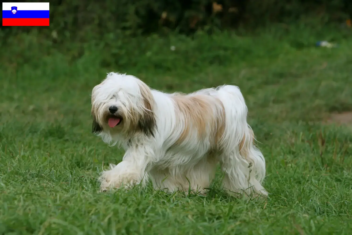 Tibetan Terrier puppies and breeders Slovenia Find Tibetan Terrier breeders in Slovenia.