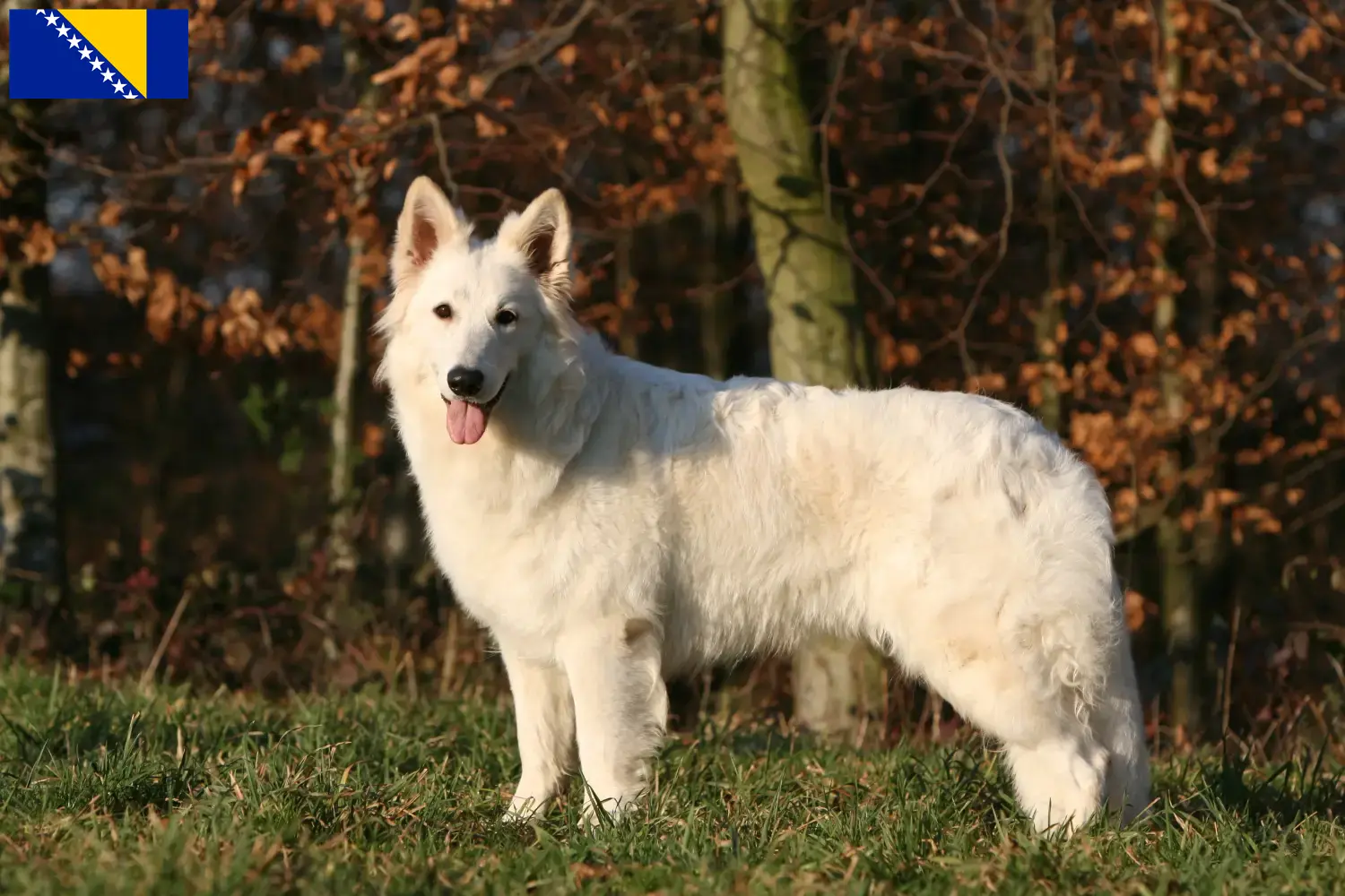 White Swiss Shepherd puppies and breeders Bosnia and Herzegovina Find White Swiss Shepherd Dog breeders in Bosnia and Herzegovina.