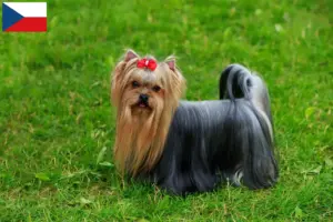 Read more about the article Yorkshire Terrier breeders and puppies in Czech Republic