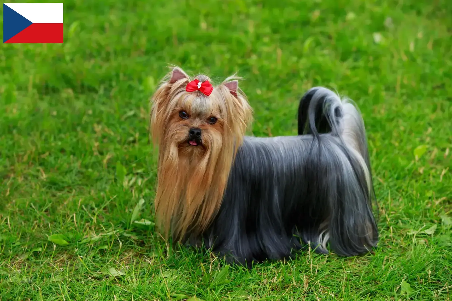 Yorkshire Terrier puppies and breeders Czech Republic Here you can find Yorkshire Terrier breeders in Czech Republic.