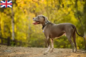 Read more about the article American Pit Bull Terrier breeders and puppies in the UK