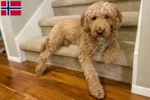 Read more about the article Australian Labradoodle breeders and puppies in Norway