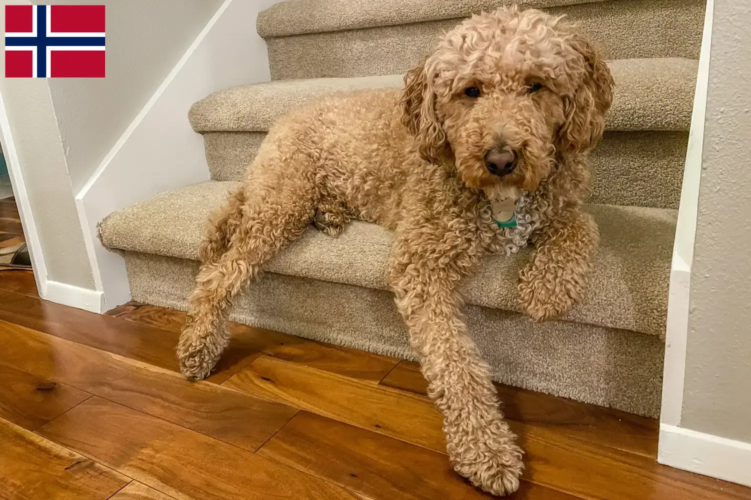 Australian Labradoodle puppies and breeders Norway Find Australian Labradoodles breeders in Norway here.