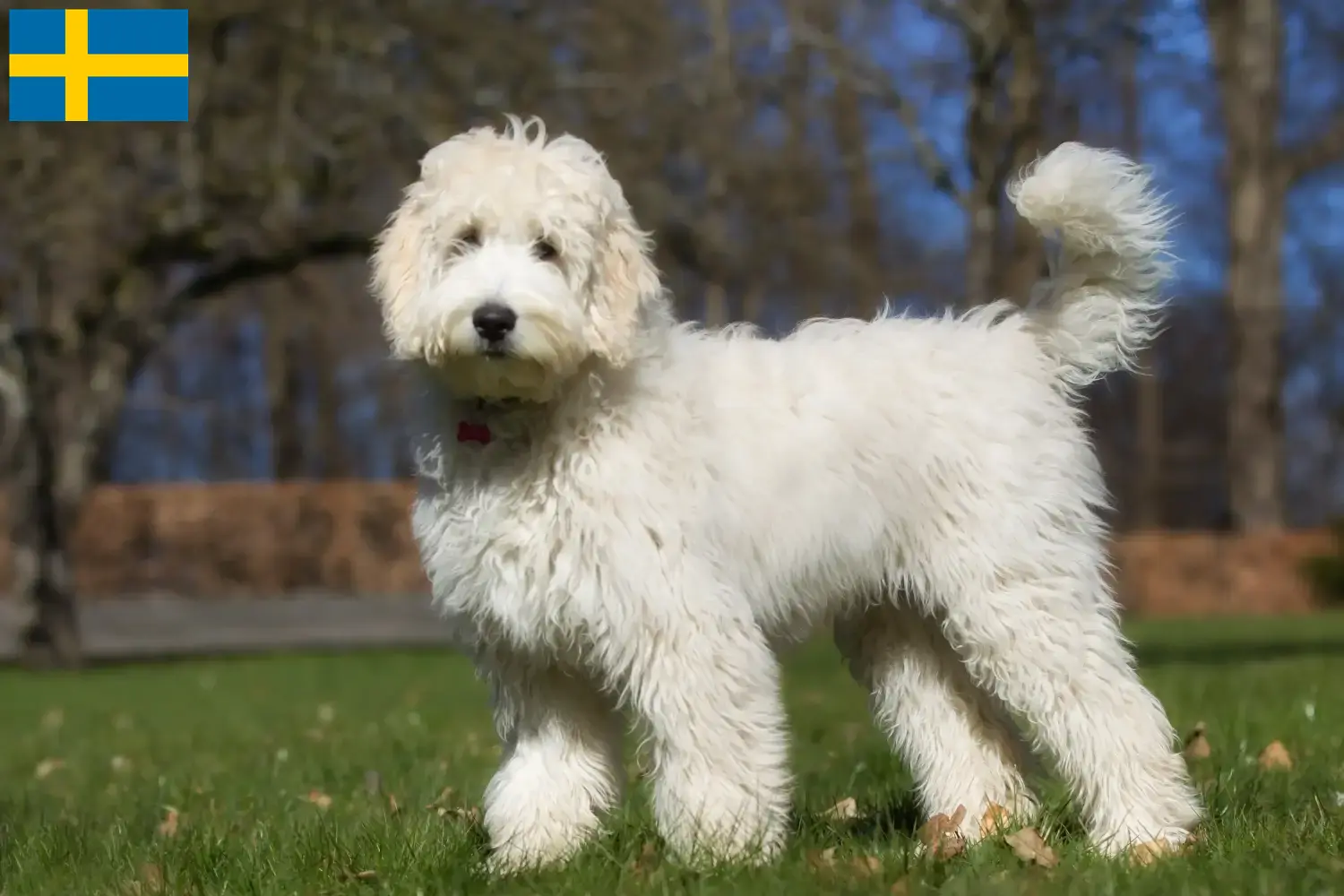 Australian Labradoodle puppies and breeders Sweden Find Australian Labradoodles breeders in Sweden here.