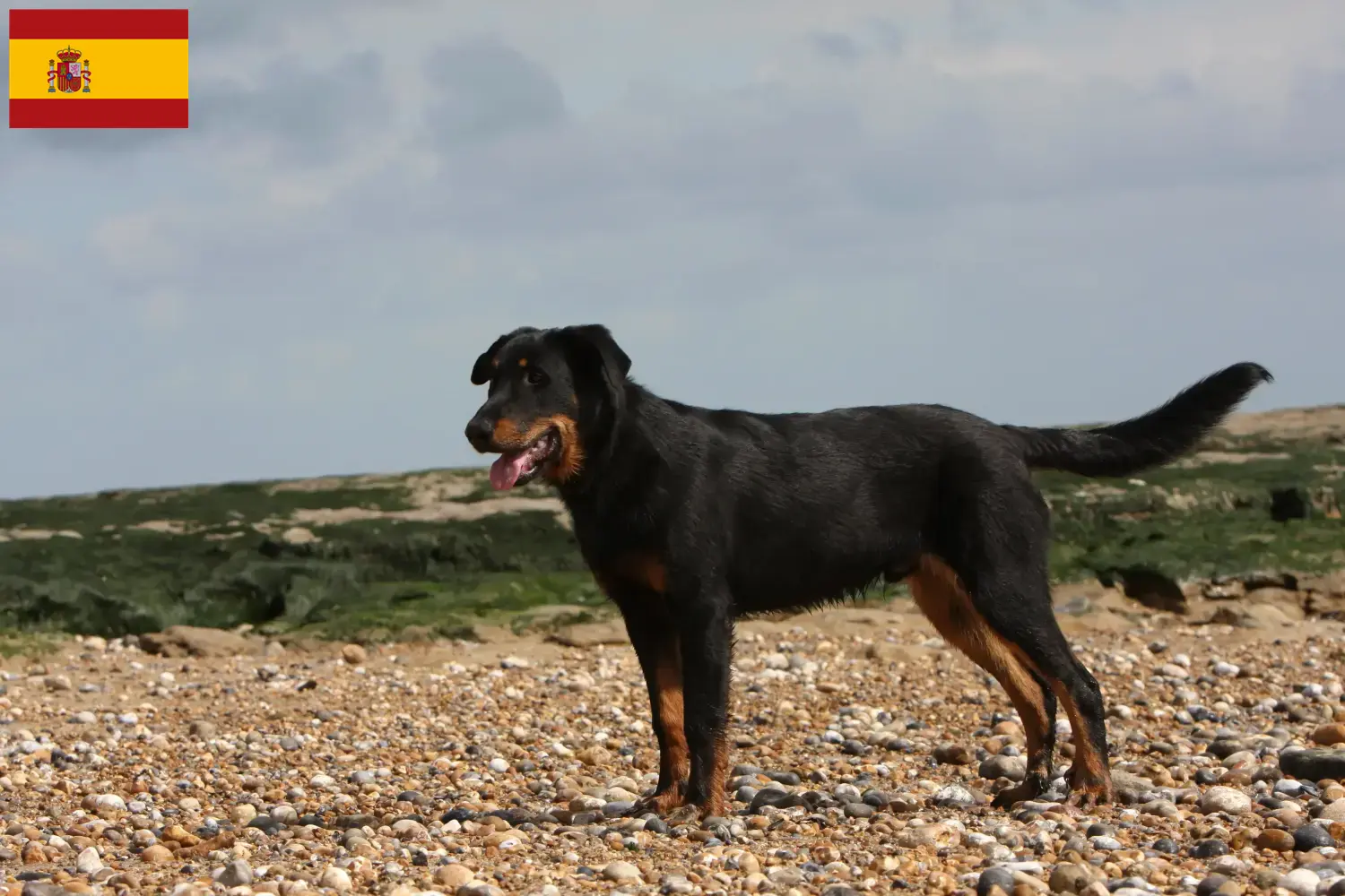 Beauceron puppies and breeders Spain Find Beauceron breeders in Spain here.
