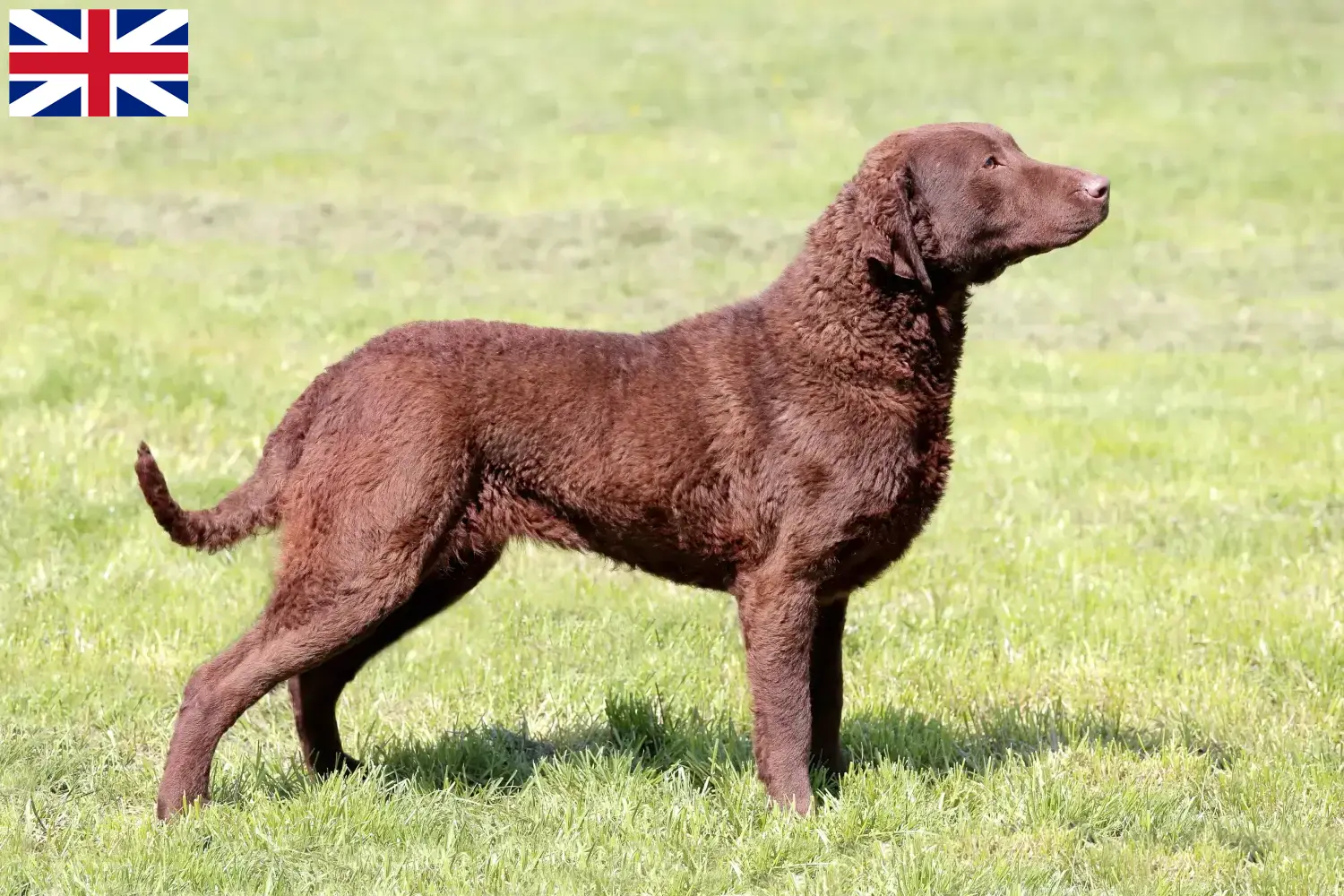 Chesapeake Bay Retriever puppies and breeders Great Britain Find Chesapeake Bay Retriever breeders in the UK here.
