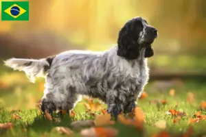 Read more about the article English Cocker Spaniel breeders and puppies in Brazil