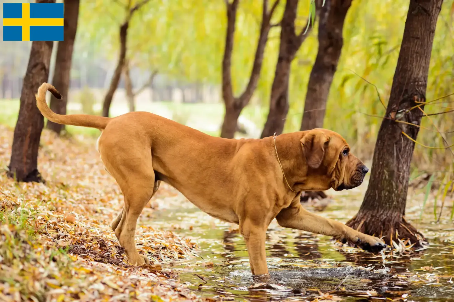 Fila Brasileiro puppies and breeders Sweden Here you can find Fila Brasileiros breeders in Sweden.
