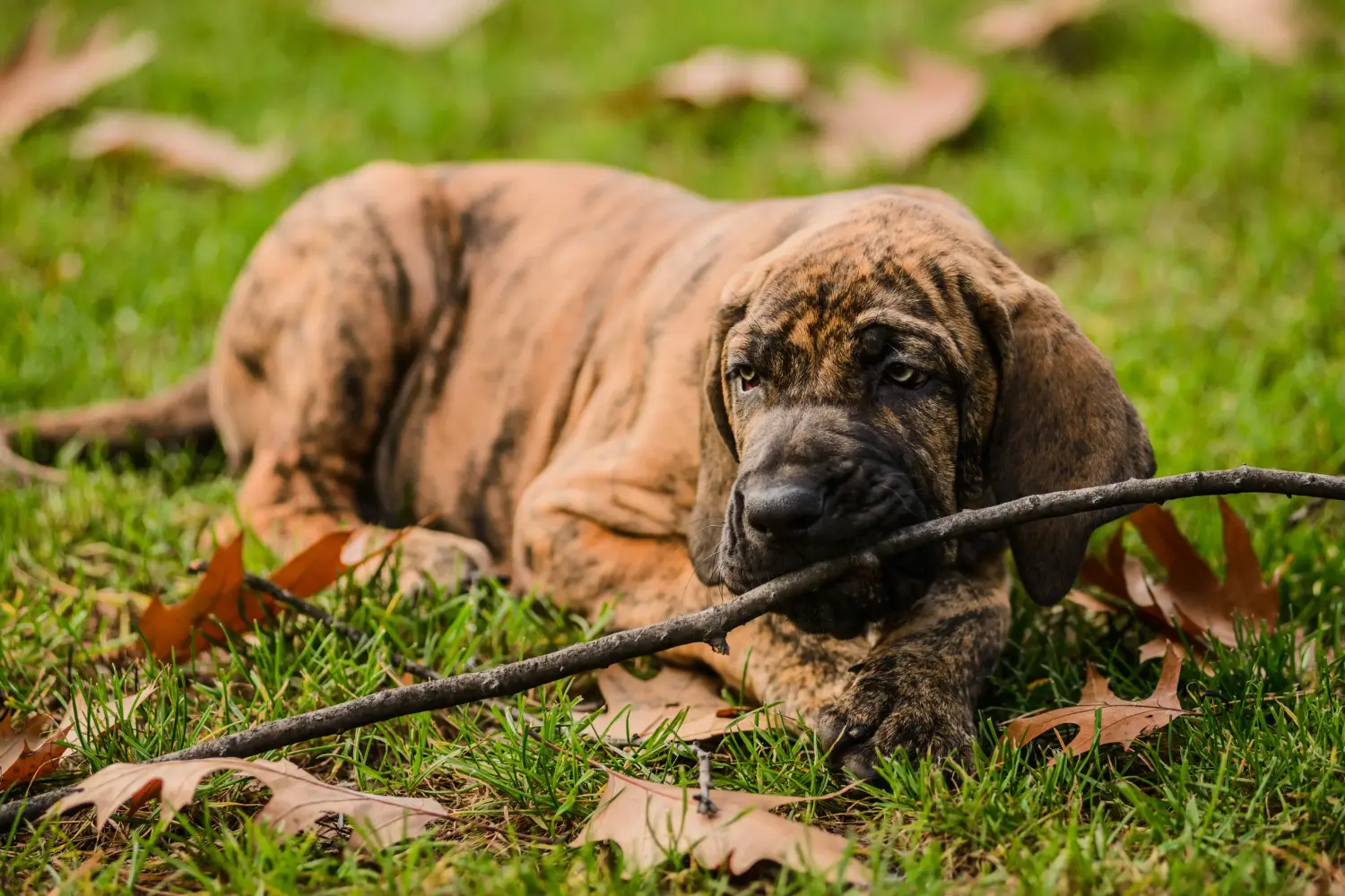 Buying a Fila Brasileiro puppy means taking responsibility! Buy Fila Brasileiro puppies.