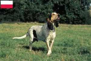 Read more about the article Gascon Saintongeois breeders and puppies in Poland