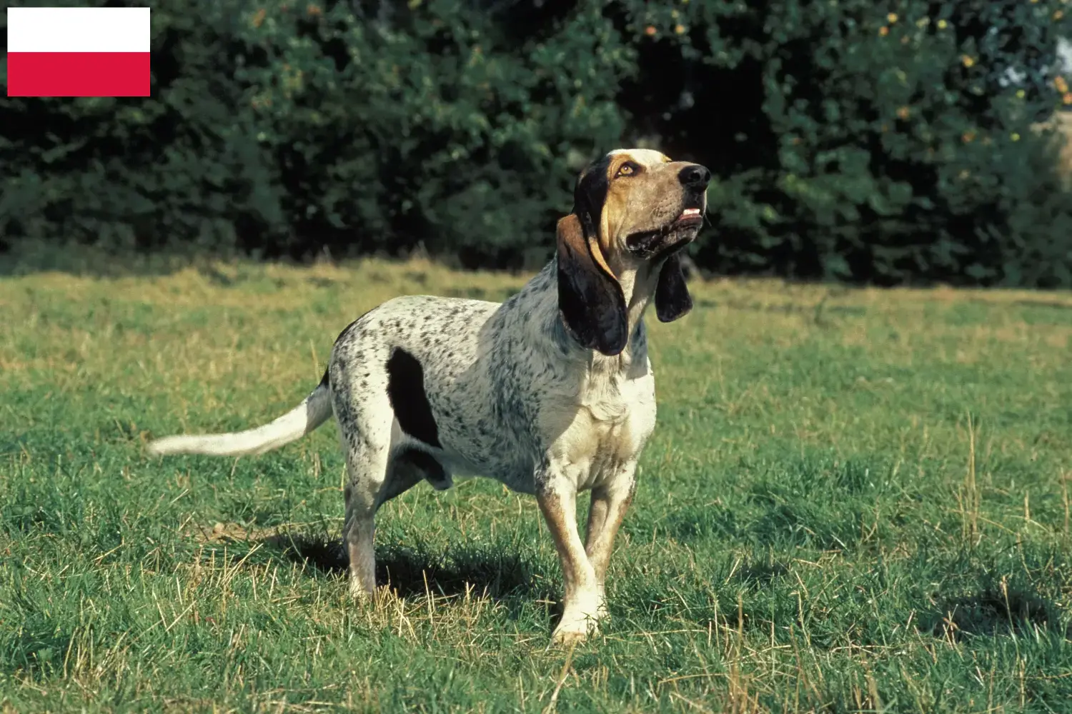 Gascon Saintongeois puppies and breeders Poland Here you can find Gascon Saintongeois breeders in Poland.