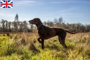Read more about the article German Shorthair breeders and puppies in Great Britain