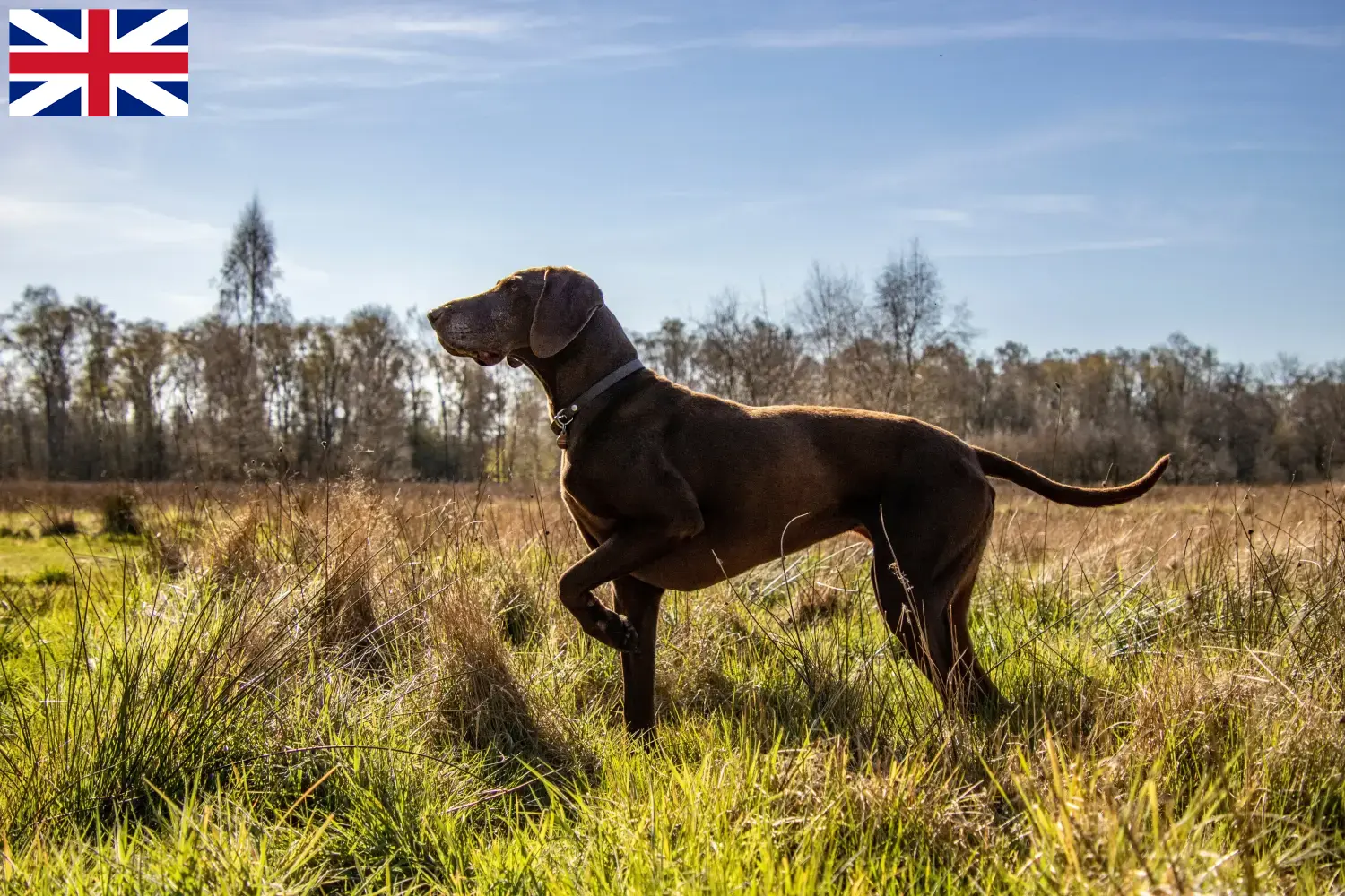 German Shorthair puppies and breeders Great Britain Here you can find German Shorthair breeders in Great Britain.