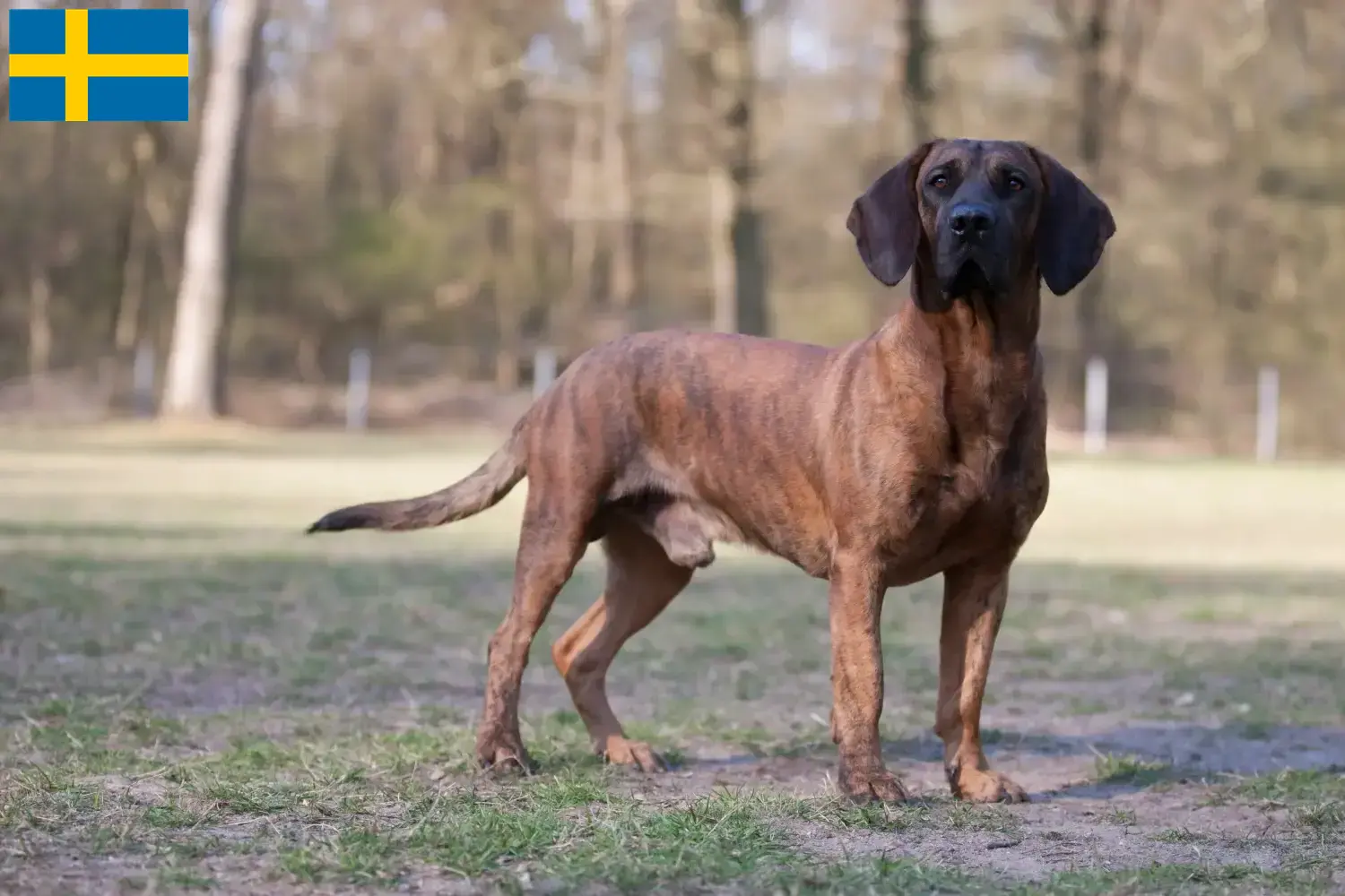 Hannoverscher Schweißhund puppies and breeders Sweden Here you can find Hanoverian Welding Dog breeders in Sweden.