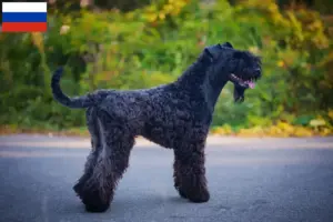 Read more about the article Kerry Blue Terrier breeders and puppies in Russia