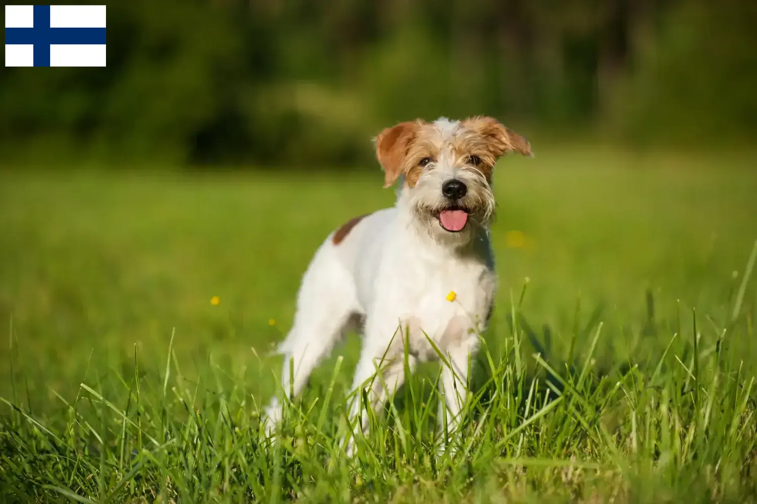 Kromfohrländer puppies and breeders Finland Here you can find Kromfohrländer breeders in Finland.
