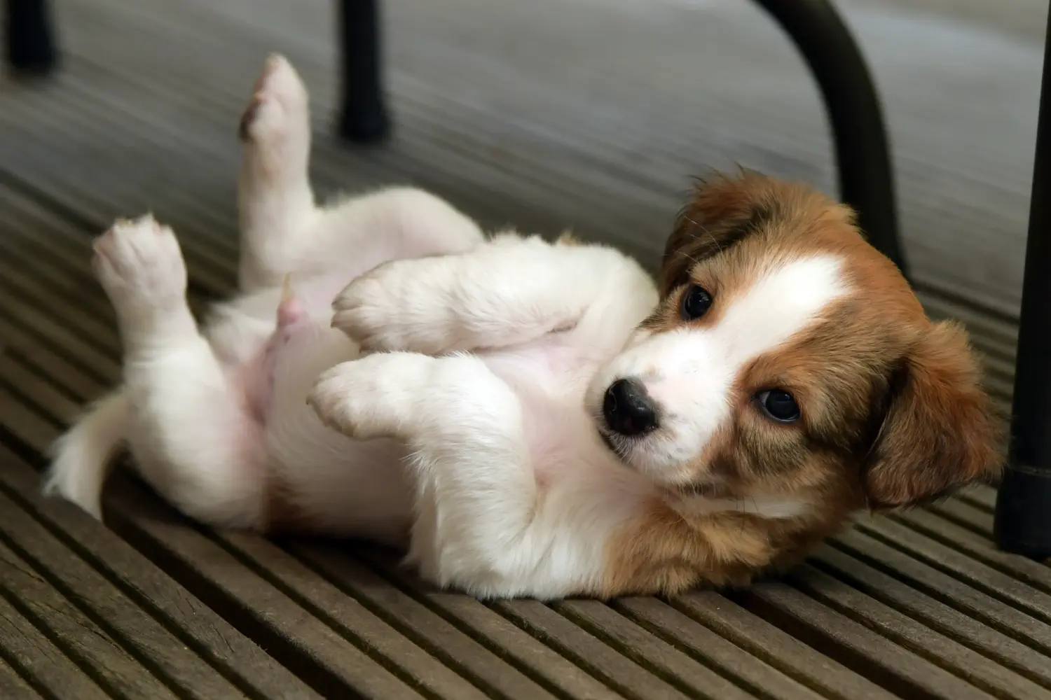 Buying a Kromfohrländer puppy means taking responsibility! Buy Kromfohrländer puppies.