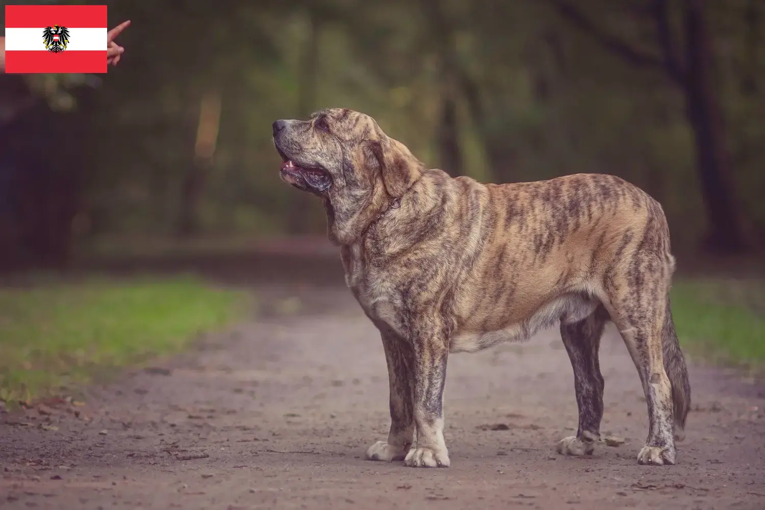 Mastín Español puppies and breeders Austria Here you can find Mastín Españols breeders in Austria.