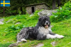 Read more about the article Mioritic breeders and puppies in Sweden