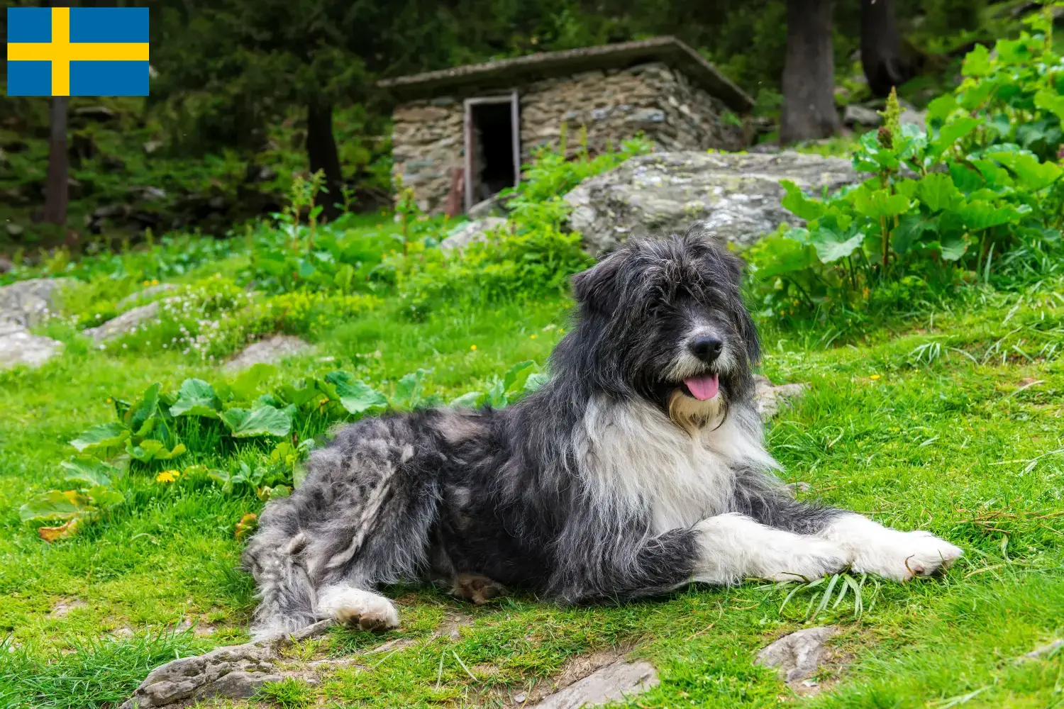 Mioritic puppies and breeders Sweden Here you can find Mioritics breeders in Sweden.